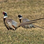 Pheasants