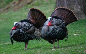 wild-turkeys_w520