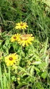 A butterfly at the Springfield Conservation Nature Center