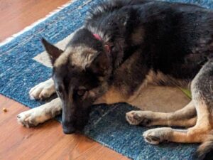 German Shepherd dog on rug