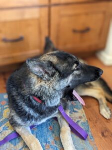 German Shepherd dog yawning